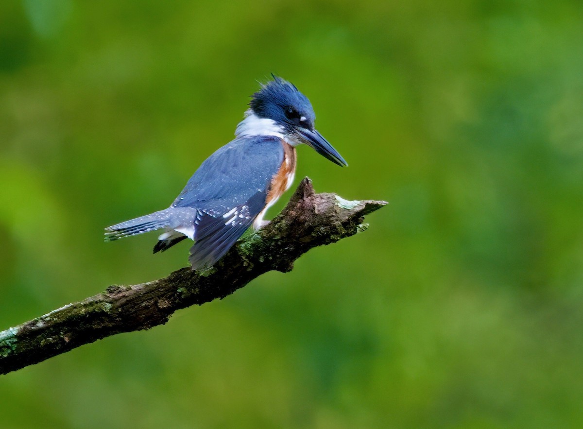 Belted Kingfisher - ML609649155