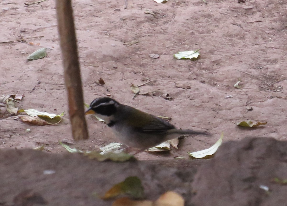 Moss-backed Sparrow - Maria Serra