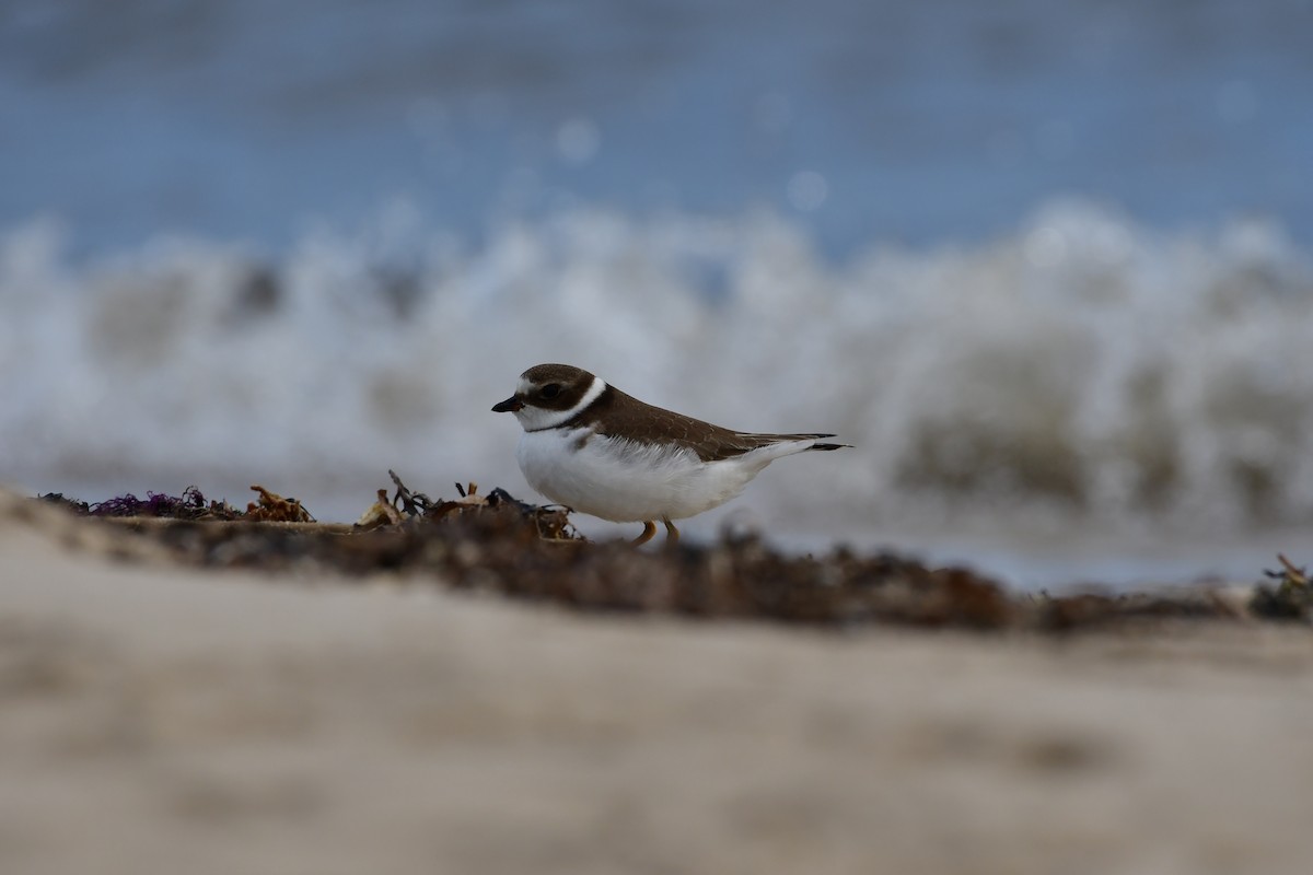 Semipalmated Plover - ML609649286