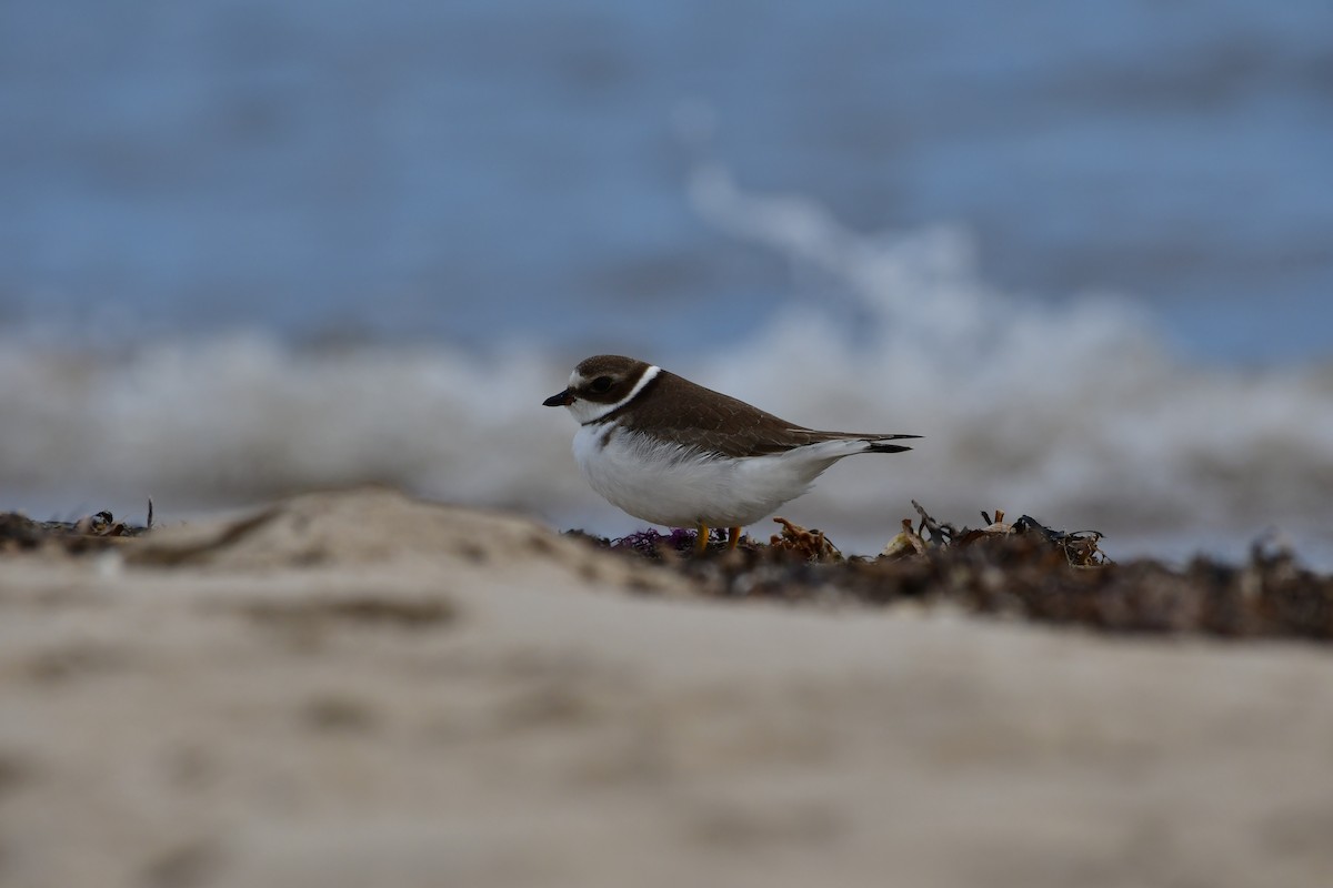 Semipalmated Plover - ML609649287
