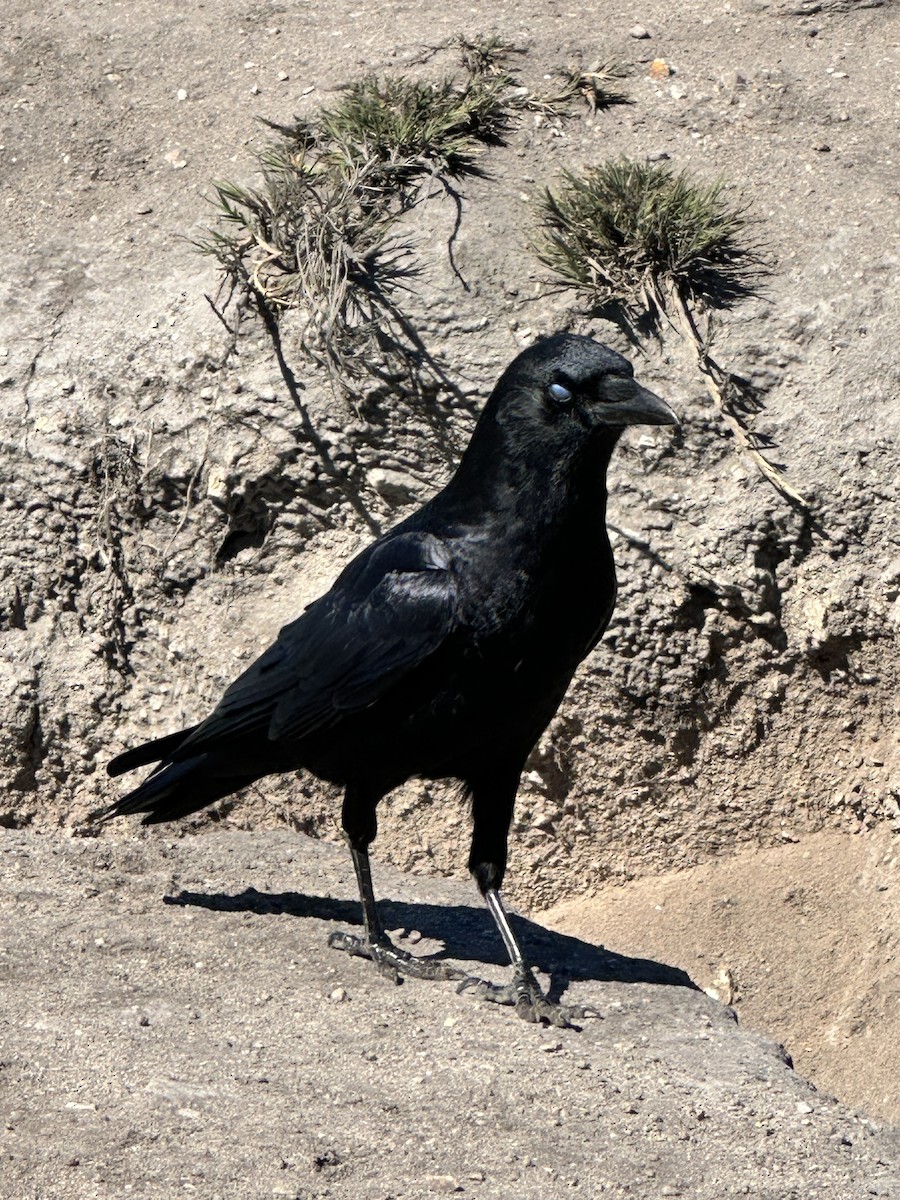 American Crow - ML609649656