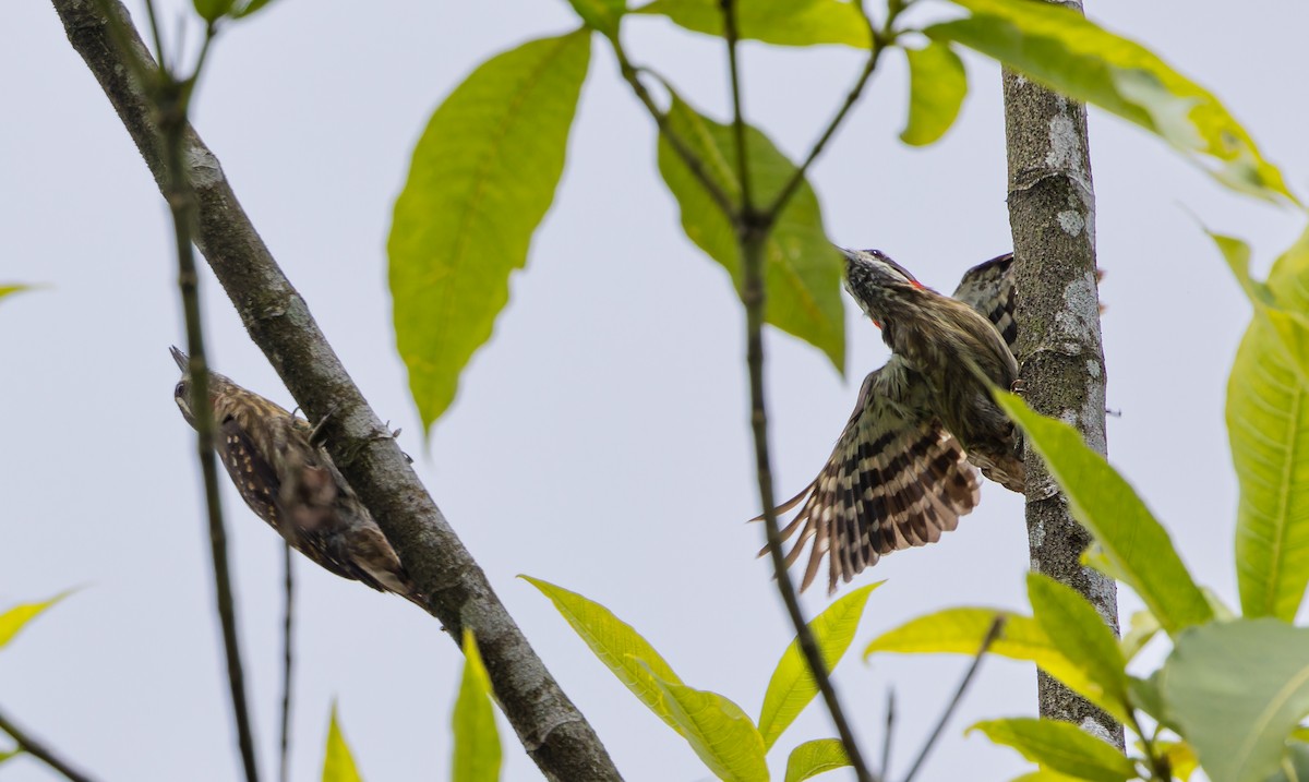 Sulawesi Pygmy Woodpecker - ML609649872