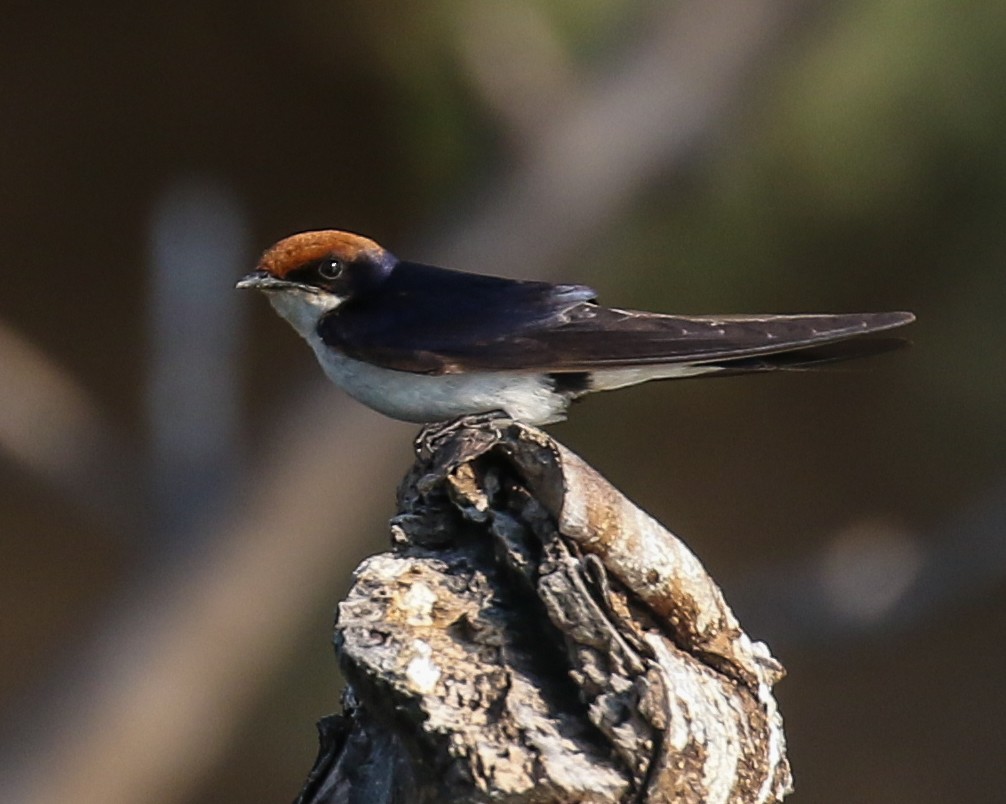 Wire-tailed Swallow - ML609650266