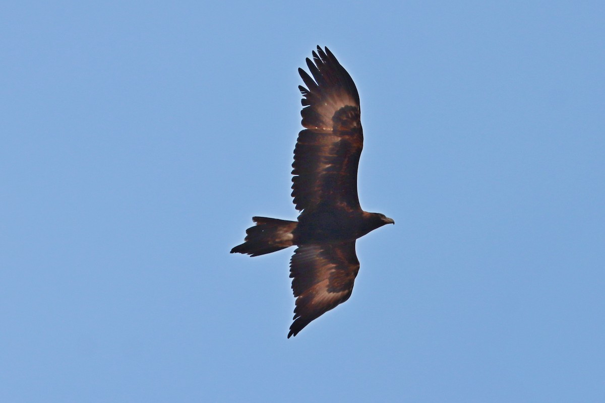 Wedge-tailed Eagle - ML609650413