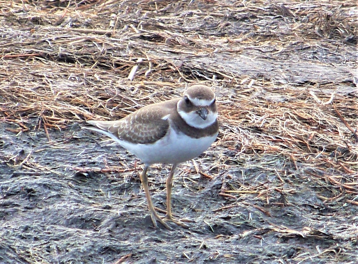 Semipalmated Plover - ML609650478