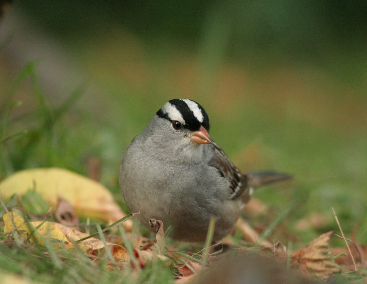 White-crowned Sparrow - ML609651213
