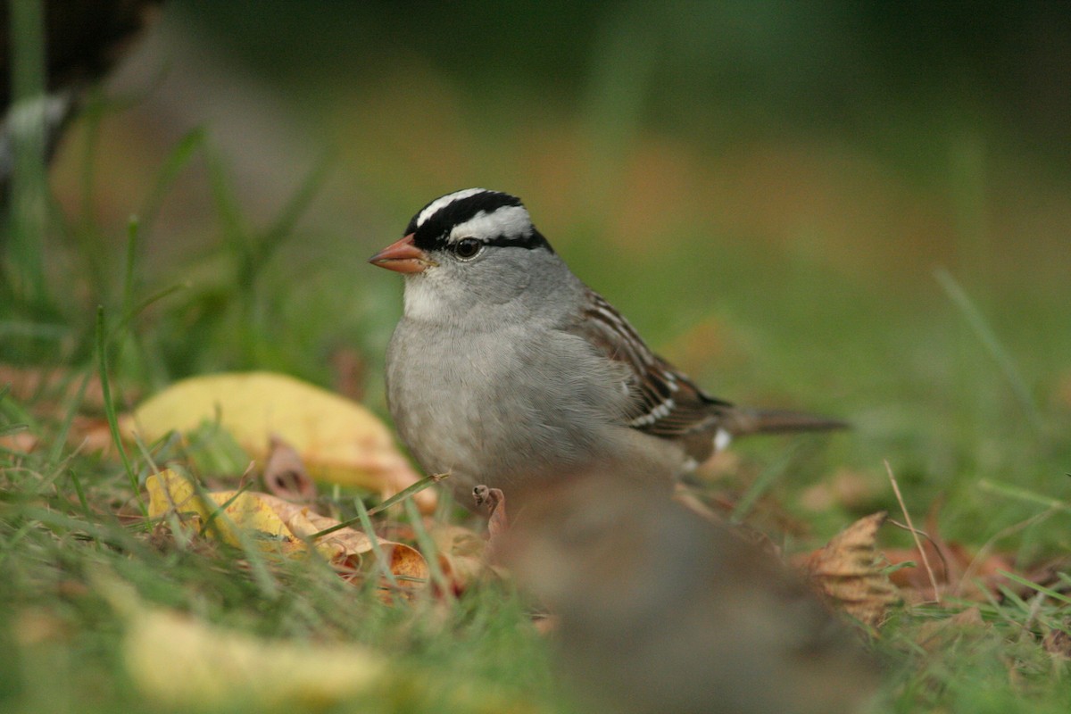 White-crowned Sparrow - ML609651217