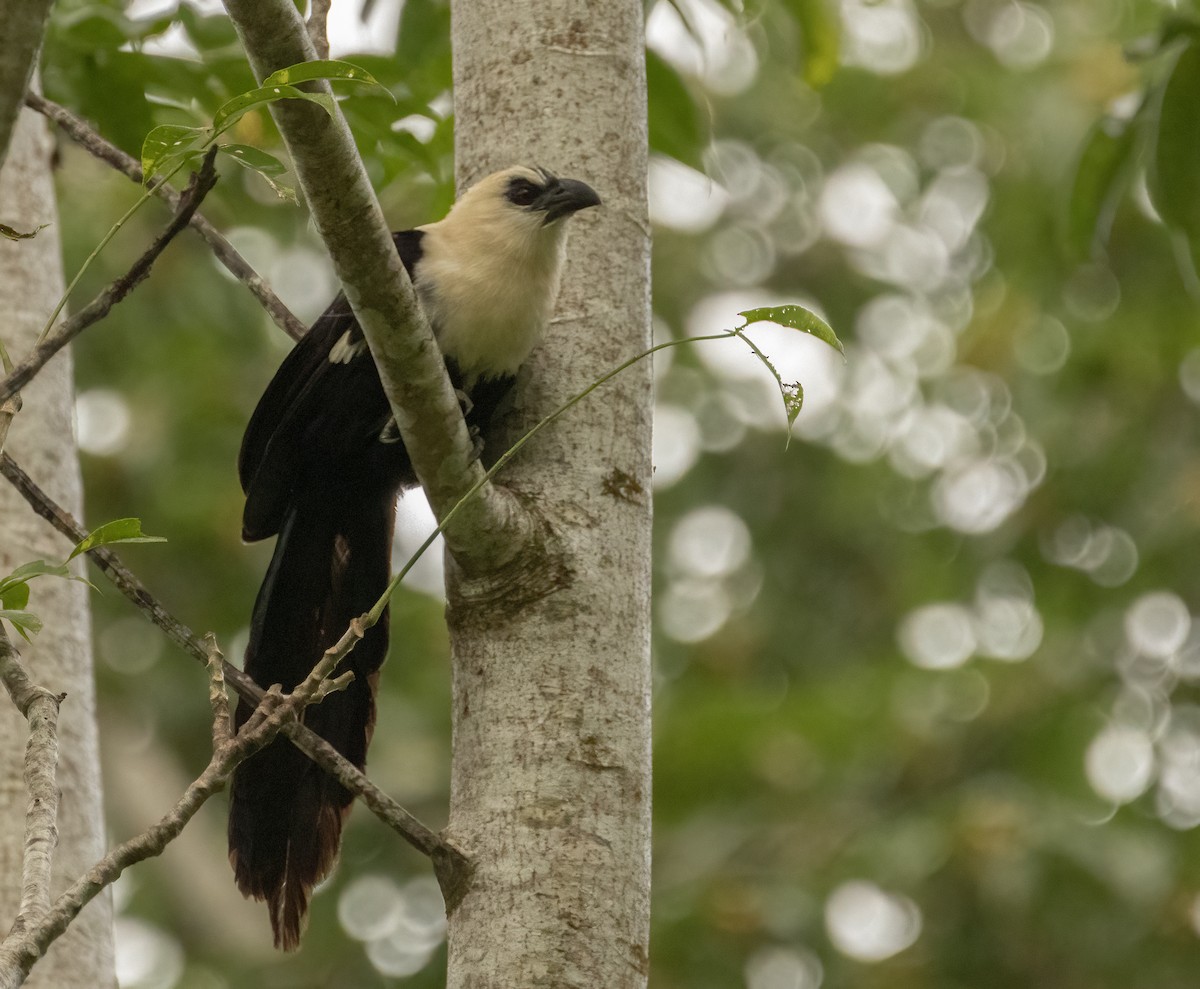 Pied Coucal - Anne Heyerly