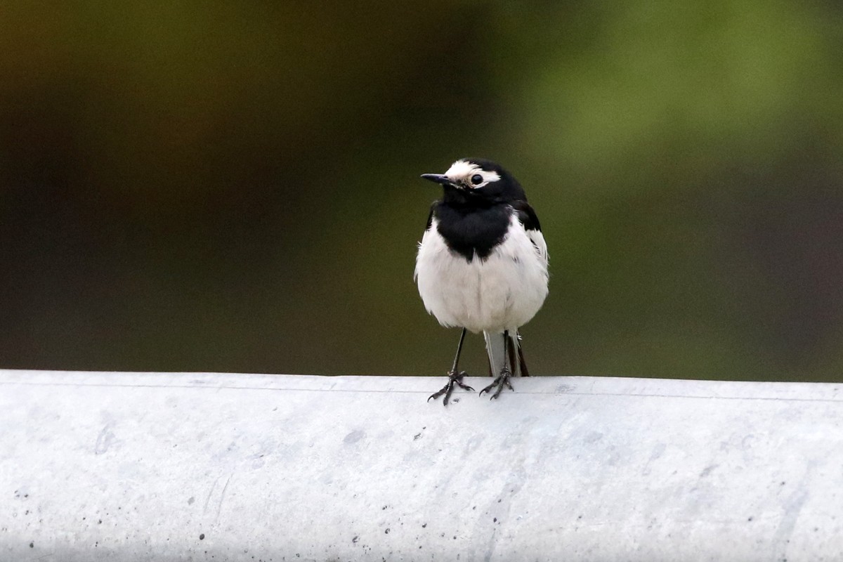 White Wagtail (Hodgson's) - Charley Hesse TROPICAL BIRDING