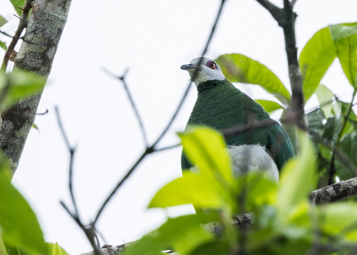 White-bellied Imperial-Pigeon - ML609651932