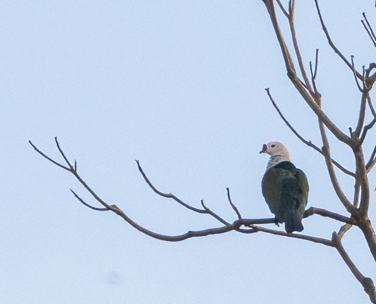 Red-knobbed Imperial-Pigeon - ML609652060