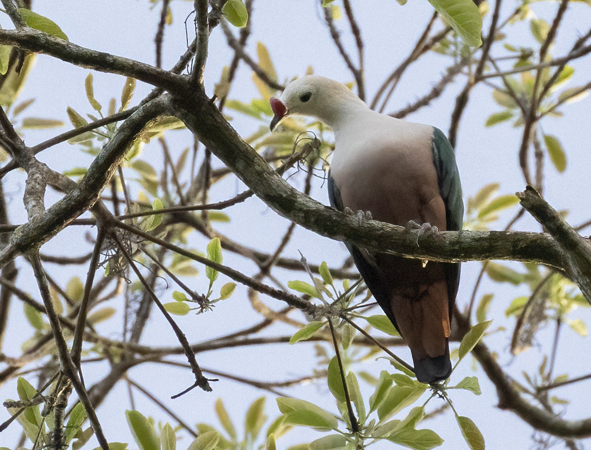 Red-knobbed Imperial-Pigeon - ML609652061