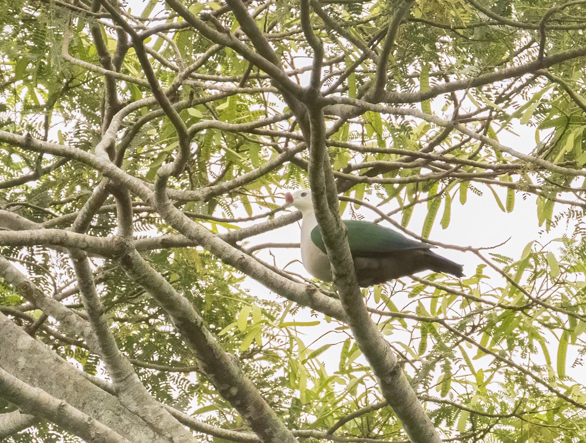 Red-knobbed Imperial-Pigeon - ML609652062