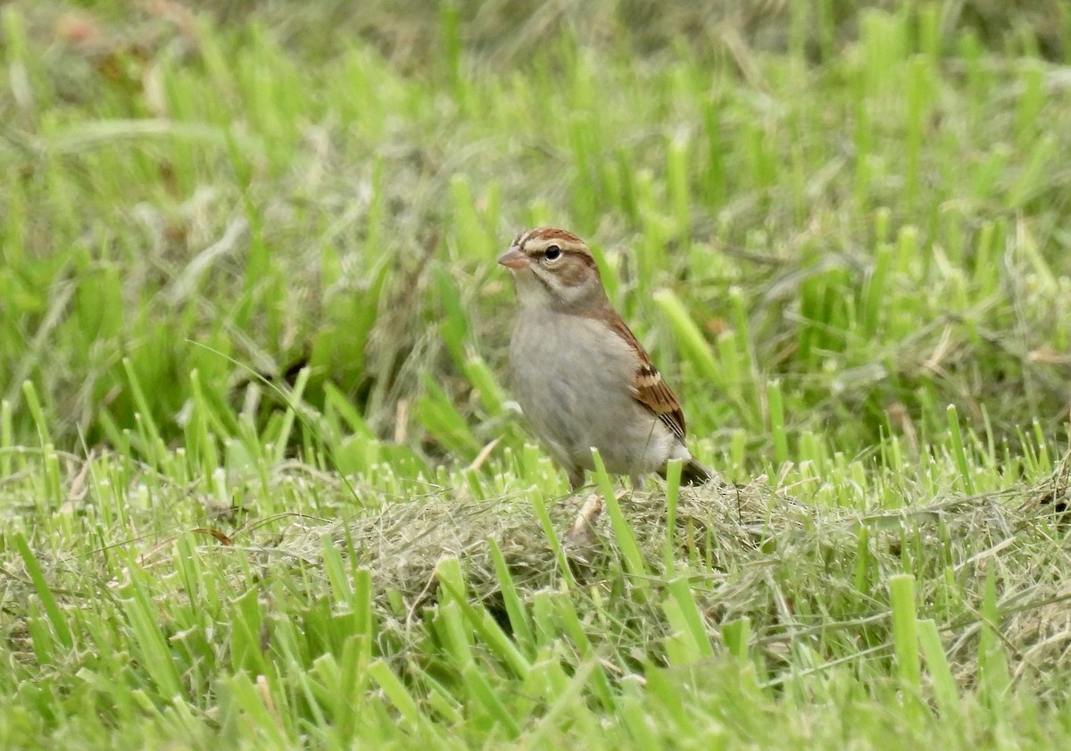 Chipping Sparrow - Barb Stone
