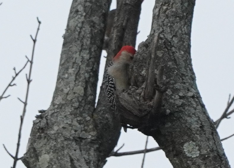 Red-bellied Woodpecker - ML609652364
