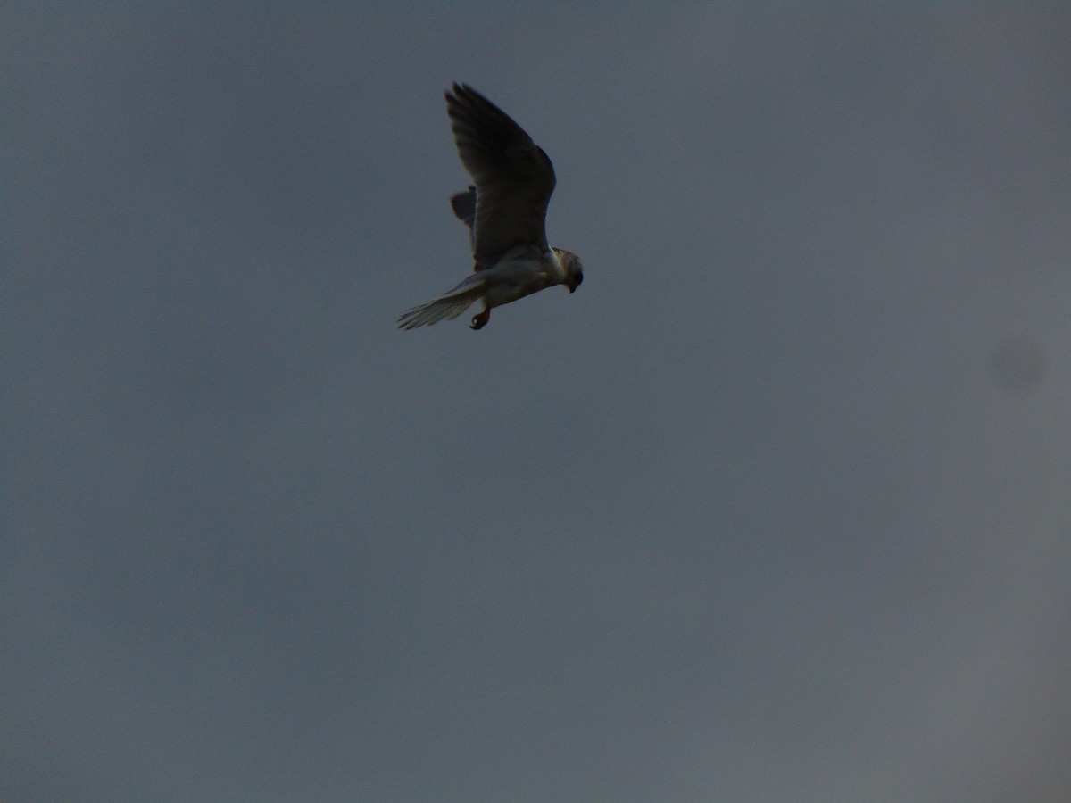 White-tailed Kite - ML609652388