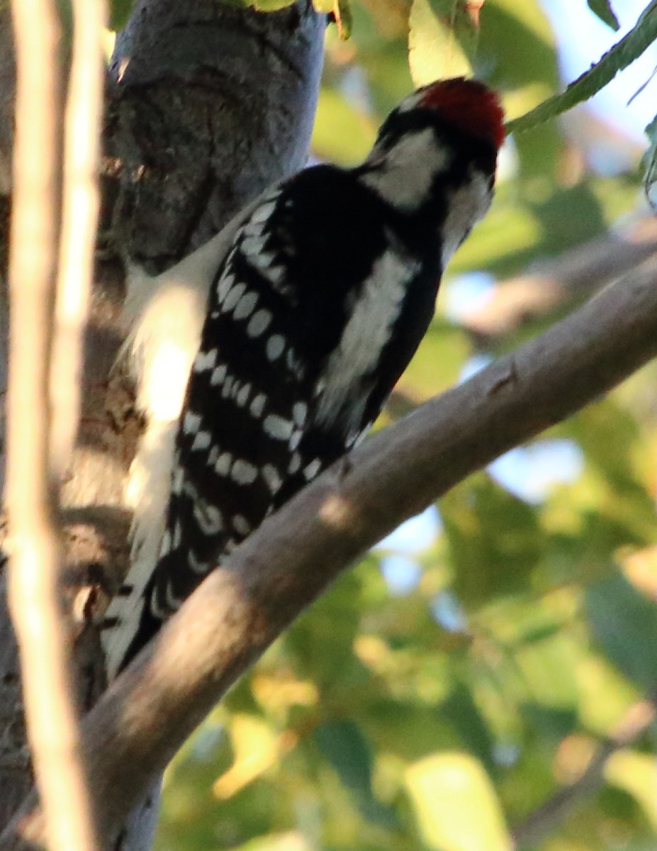 Downy Woodpecker - Deb Whitecotton