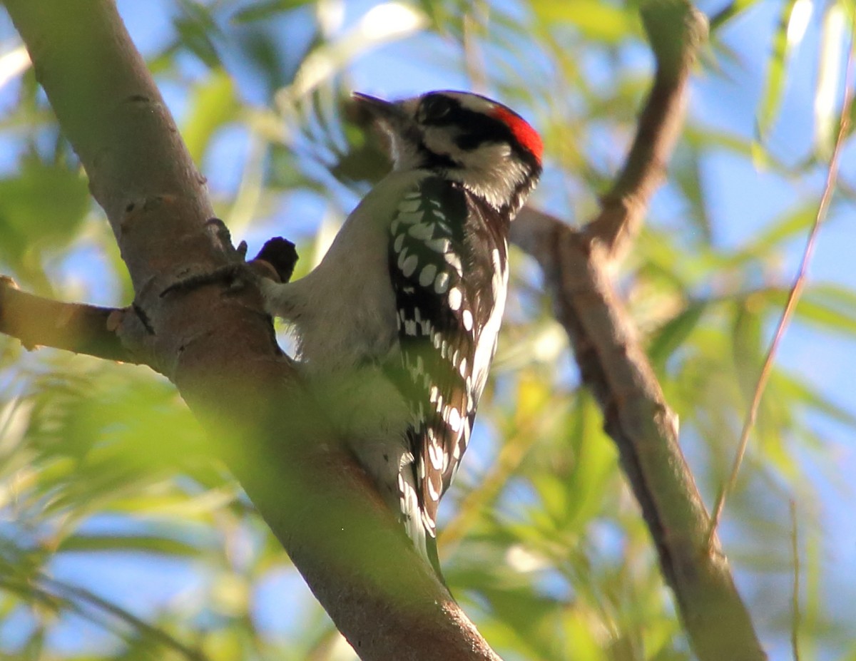Downy Woodpecker - ML609652520
