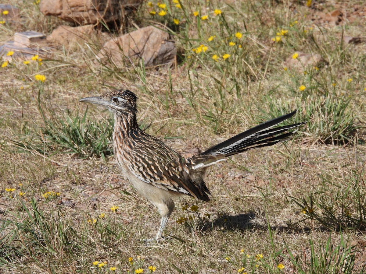 eBird Checklist 6 Oct 2023 Organ MountainsDesert Peaks NMDripping Springs NA 22 species