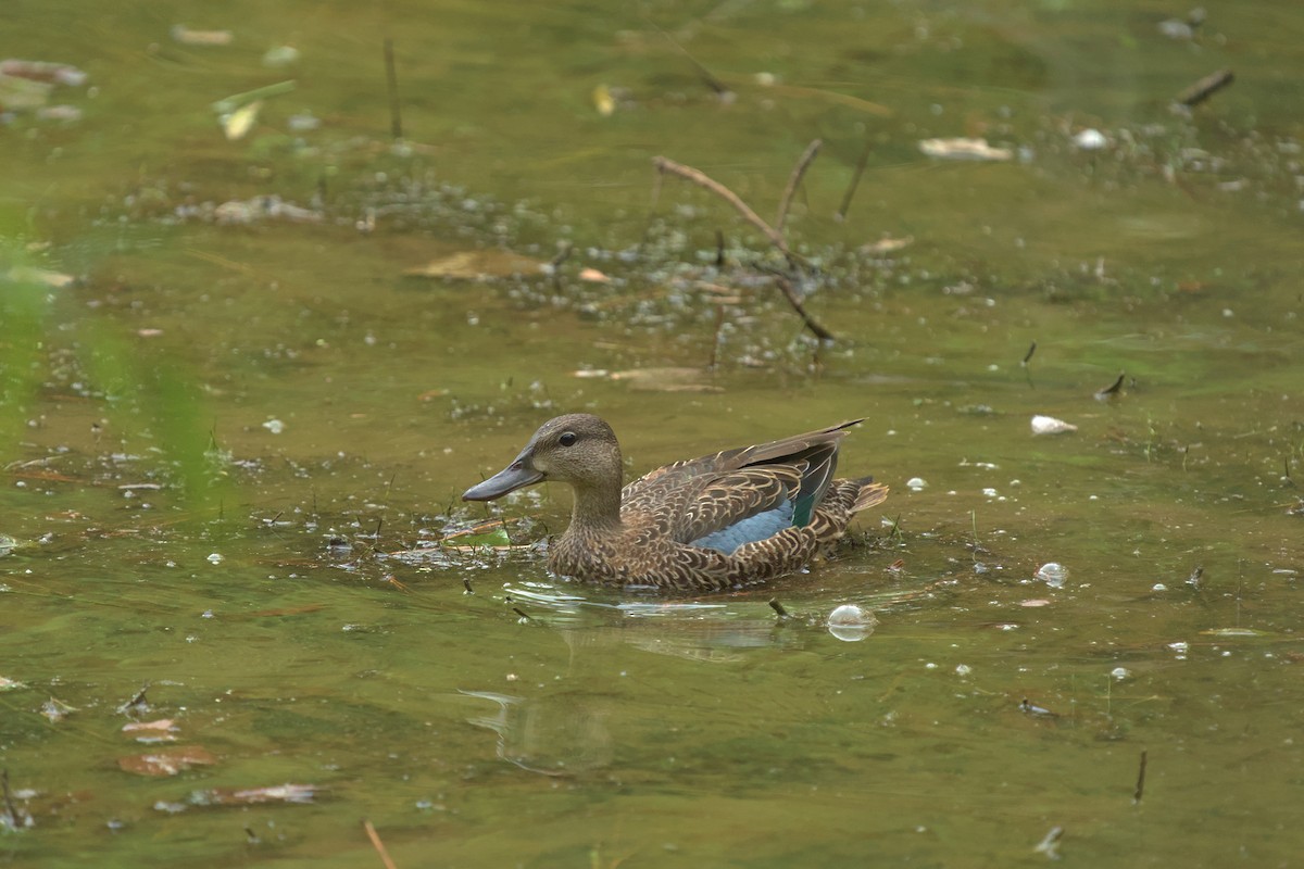 Blue-winged Teal - Mark Montazer