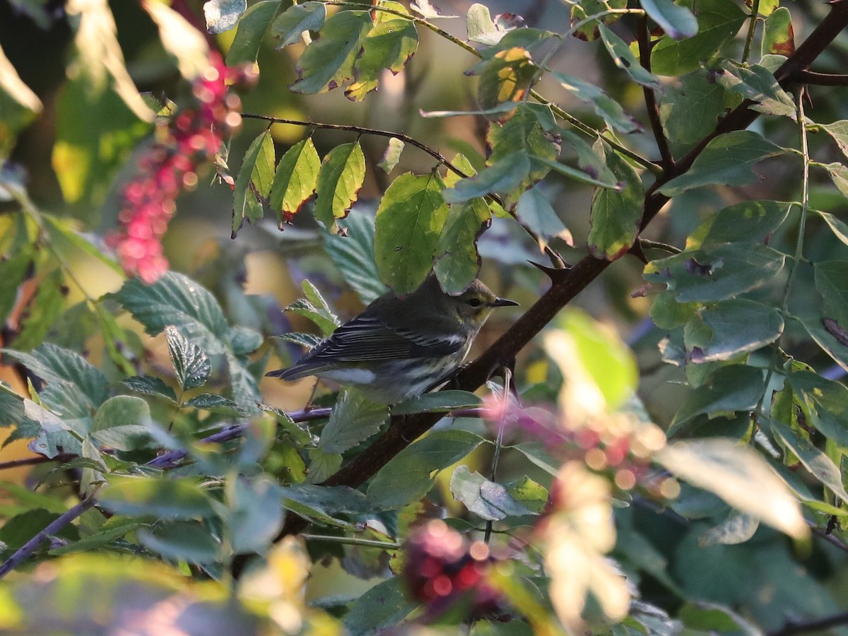 Cape May Warbler - ML609652768