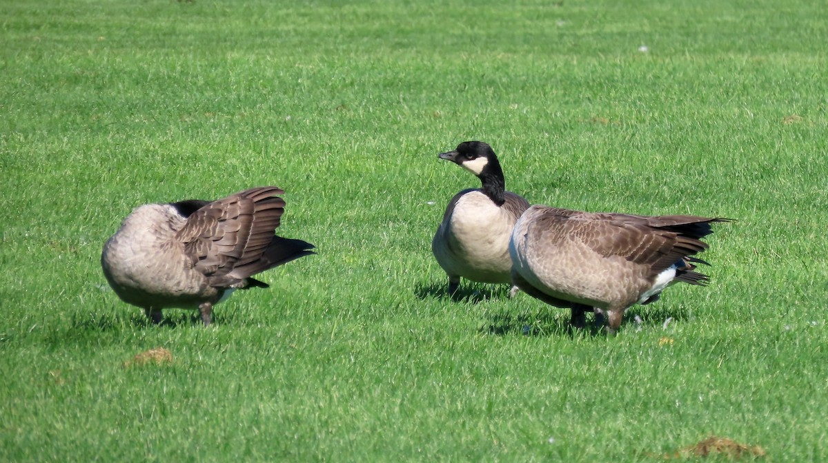 Cackling Goose (Richardson's) - ML609652818