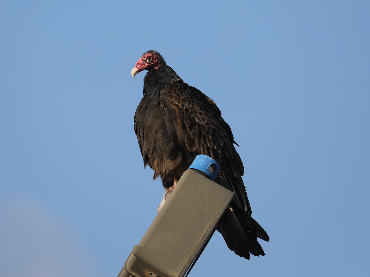 Turkey Vulture - ML609652874