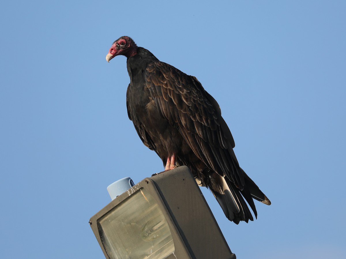 Turkey Vulture - ML609652876