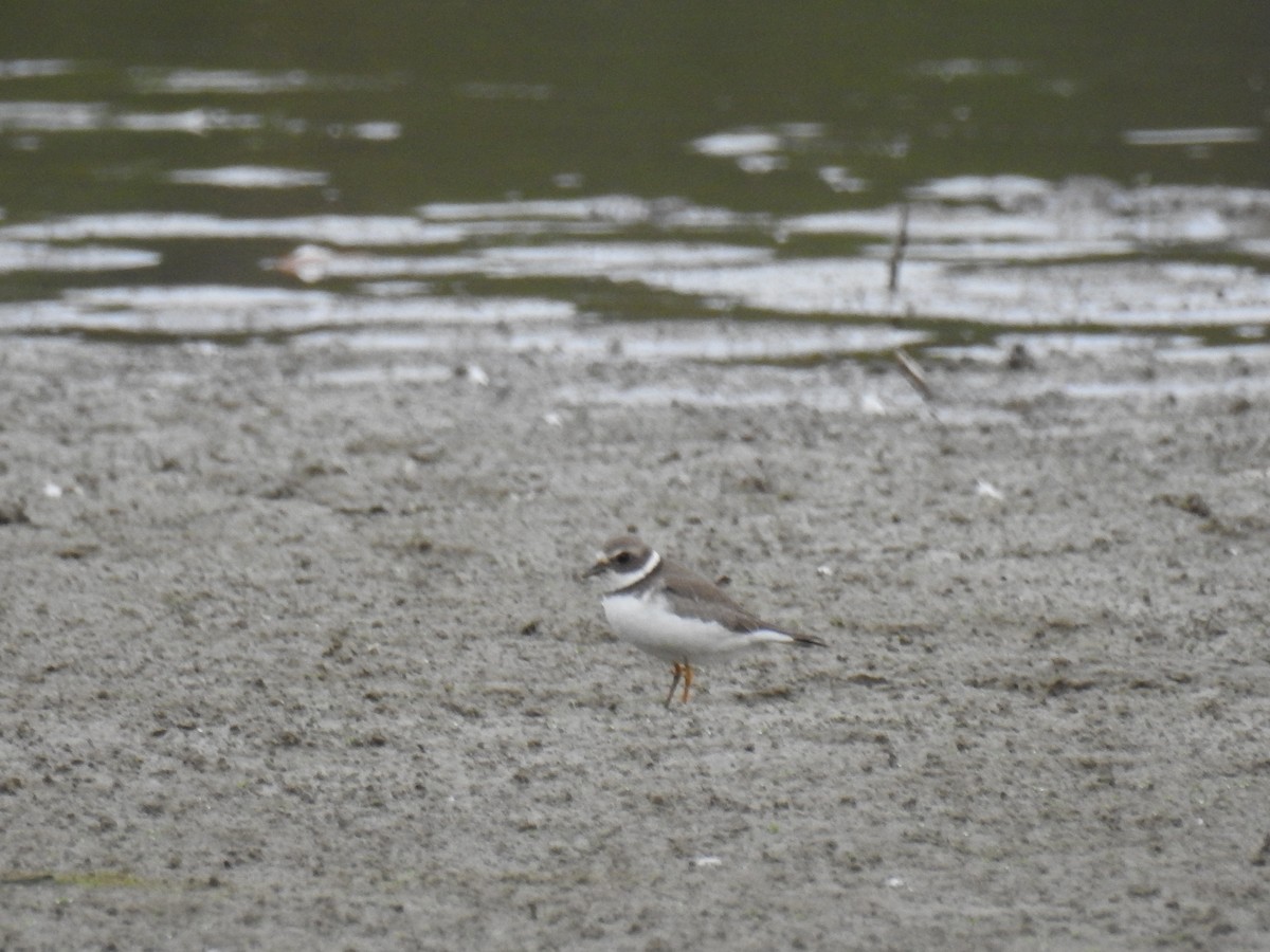 eBird Checklist 5 Oct 2023 O'Shaughnessy Nature PreserveTwin