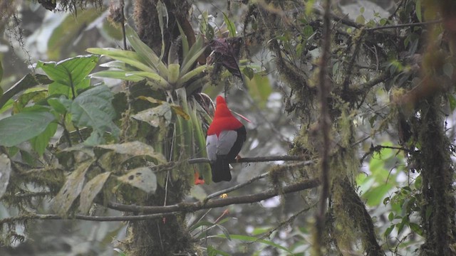Andean Cock-of-the-rock - ML609653642