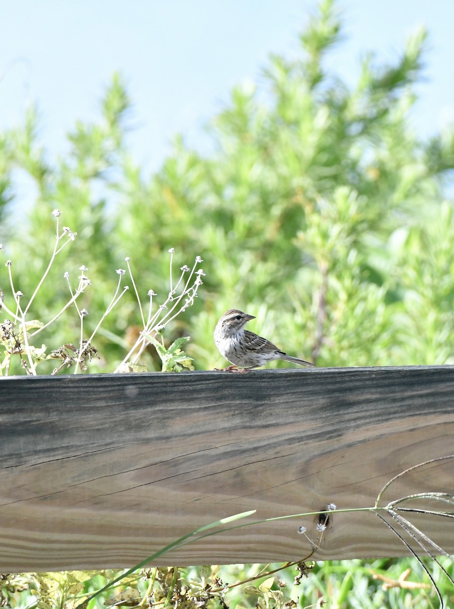 Chipping Sparrow - ML609653904
