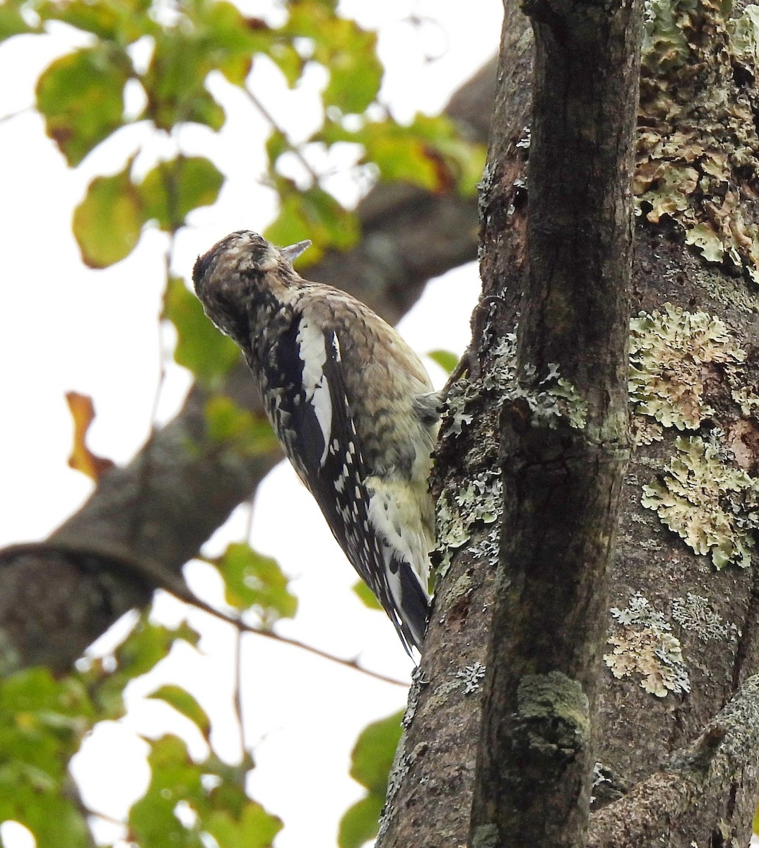 Mass Audubon Ebird Checklist Oct Moose Hill Wildlife Sanctuary Mass Audubon