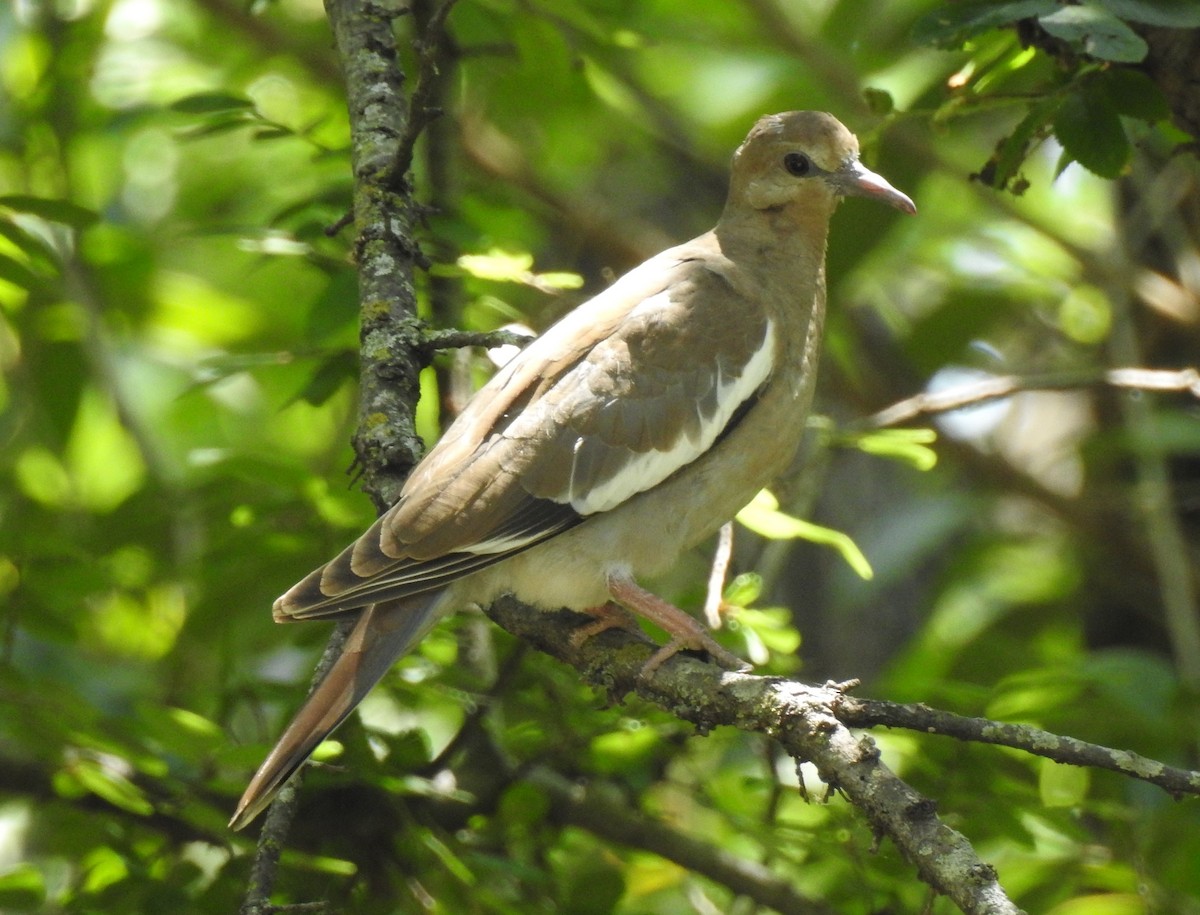 White-winged Dove - ML60965411