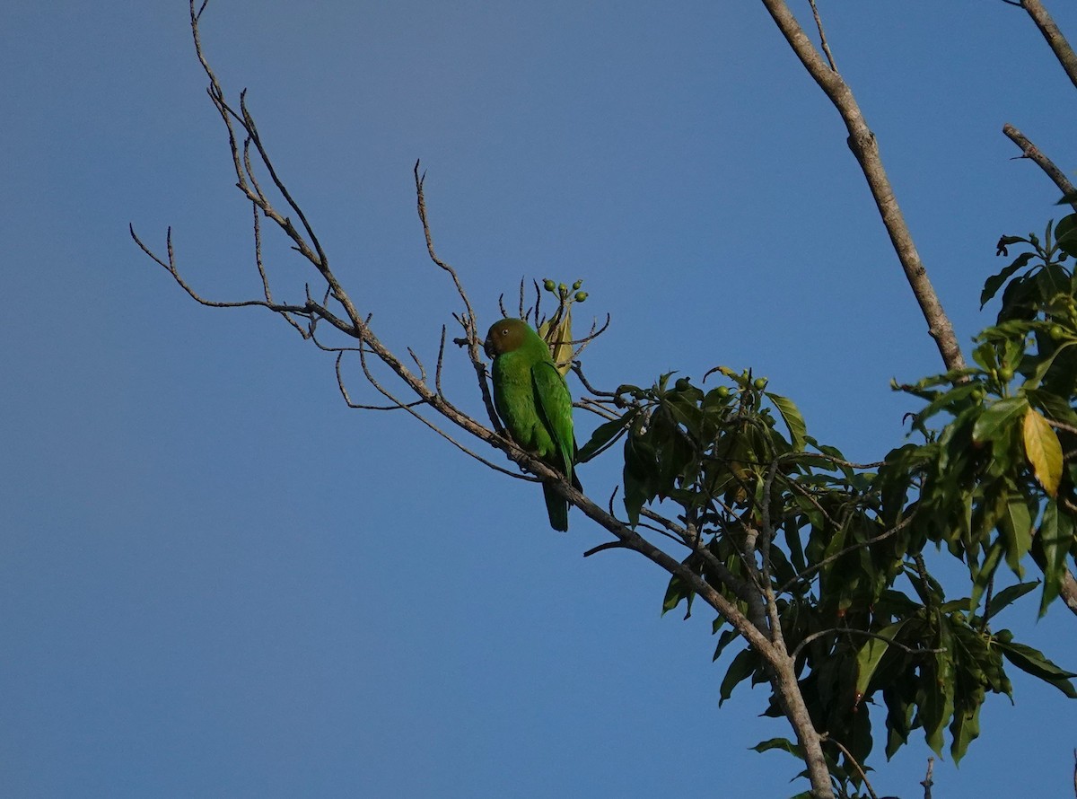 Red-cheeked Parrot - ML609654509