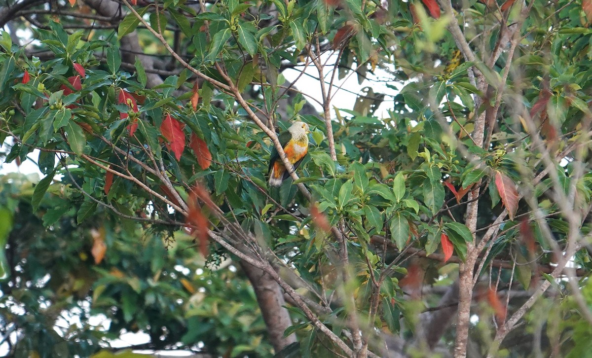 Rose-crowned Fruit-Dove - ML609654548