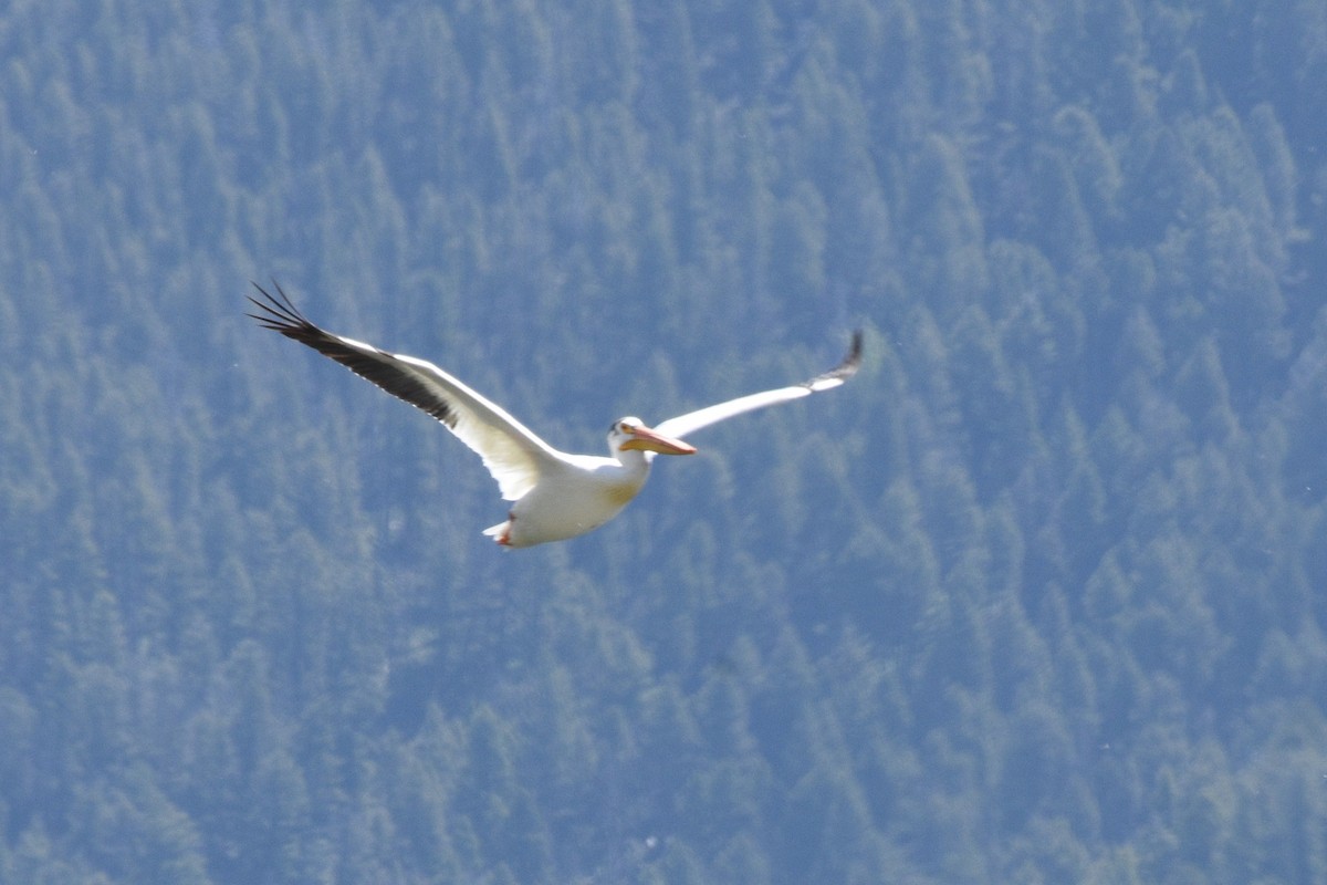 American White Pelican - ML609654758