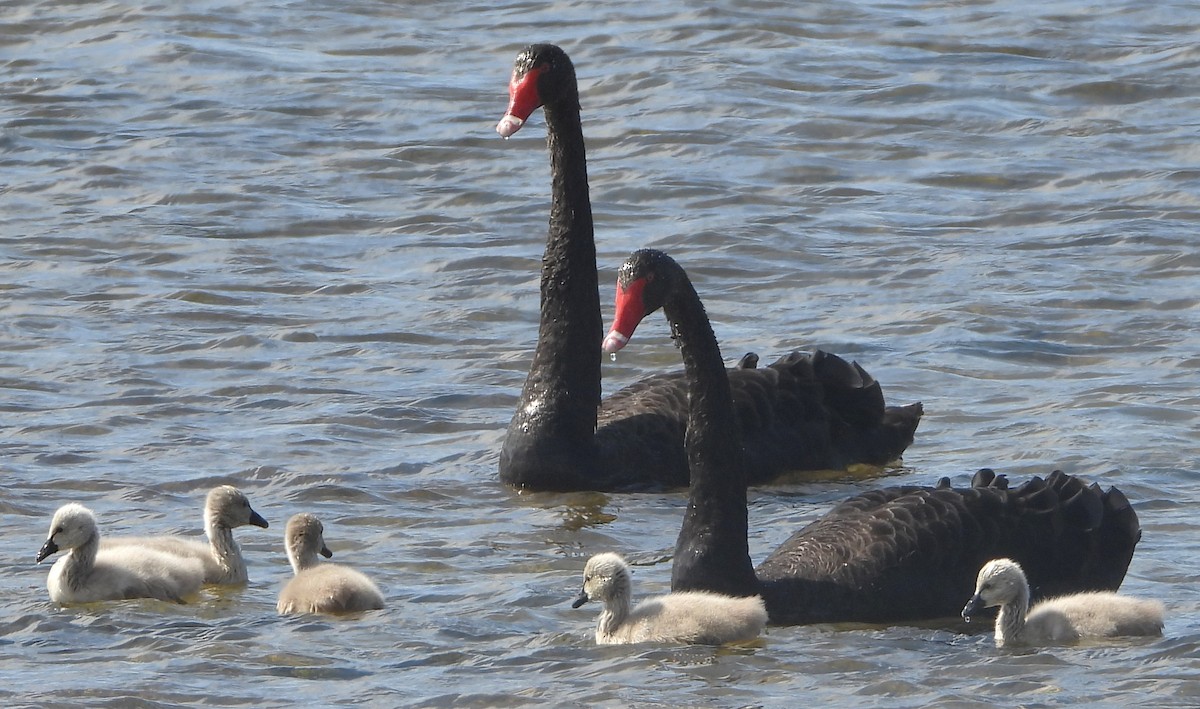 Black Swan - Shiela Shallcross