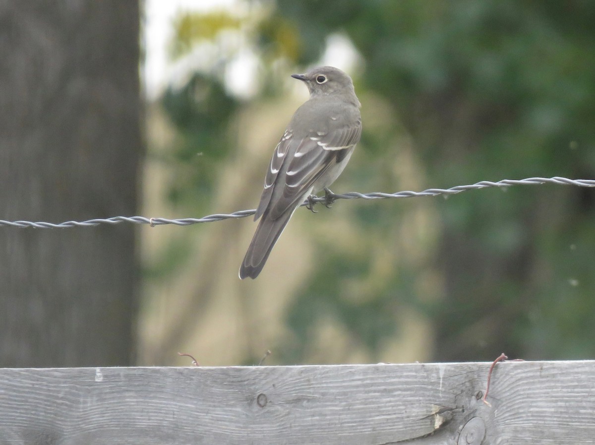 Townsend's Solitaire - ML609654916