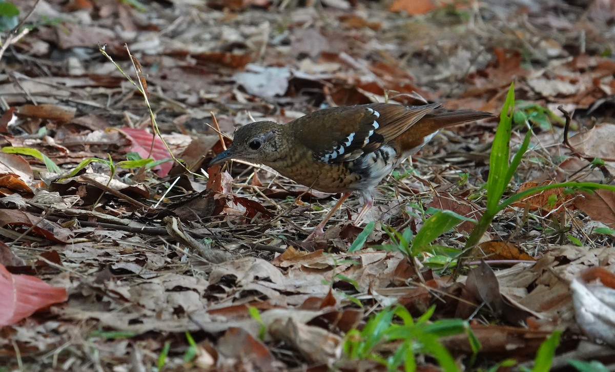 Fawn-breasted Thrush - ML609655063
