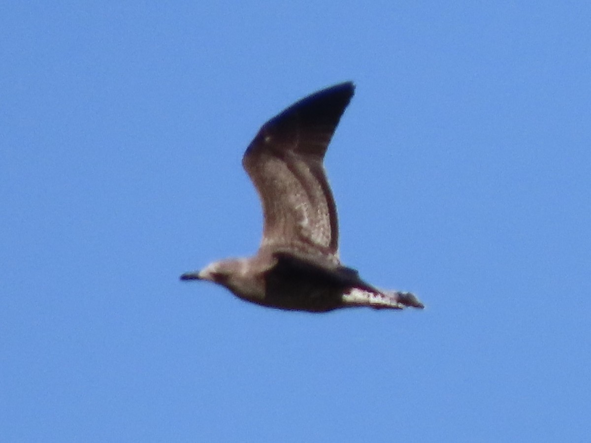 Lesser Black-backed Gull - ML609655158
