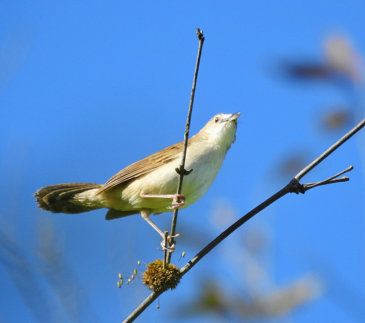 Broad-tailed Grassbird - ML609655184