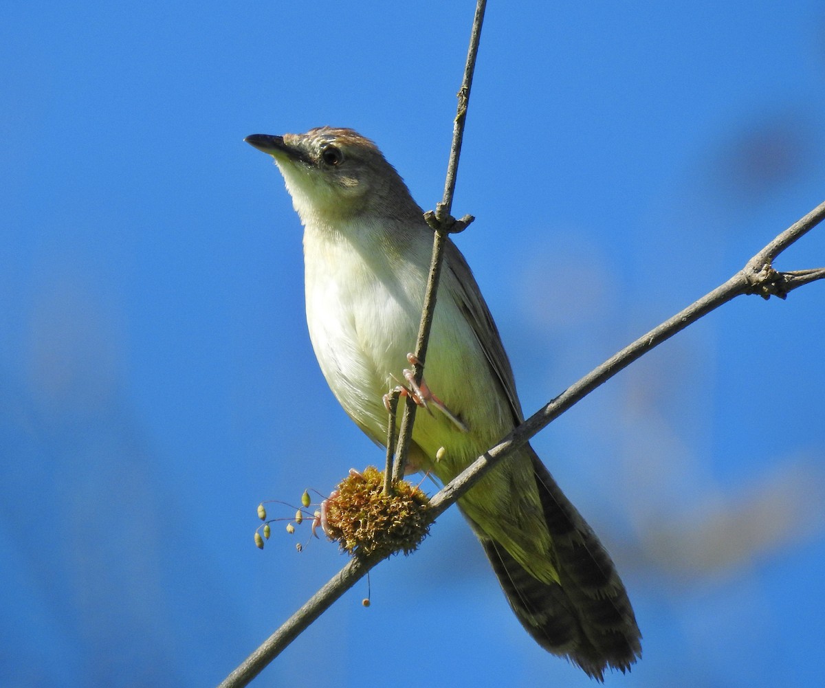Broad-tailed Grassbird - Abhijeet Rasal
