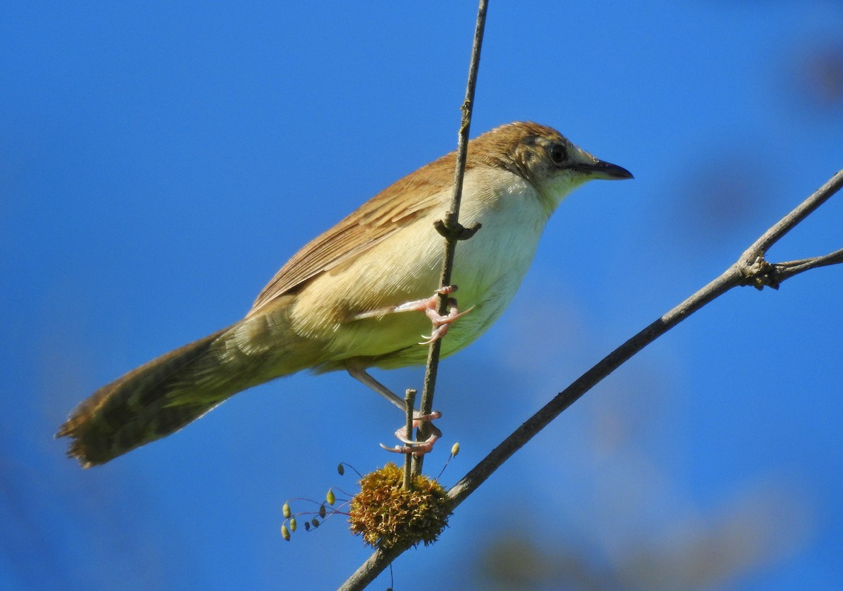 Broad-tailed Grassbird - ML609655186