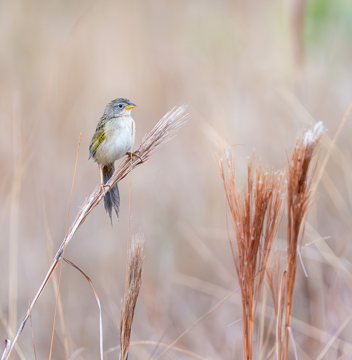 Wedge-tailed Grass-Finch - ML609655290