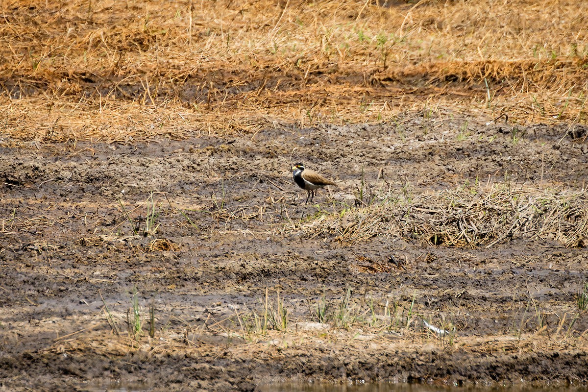 Banded Lapwing - ML609655512