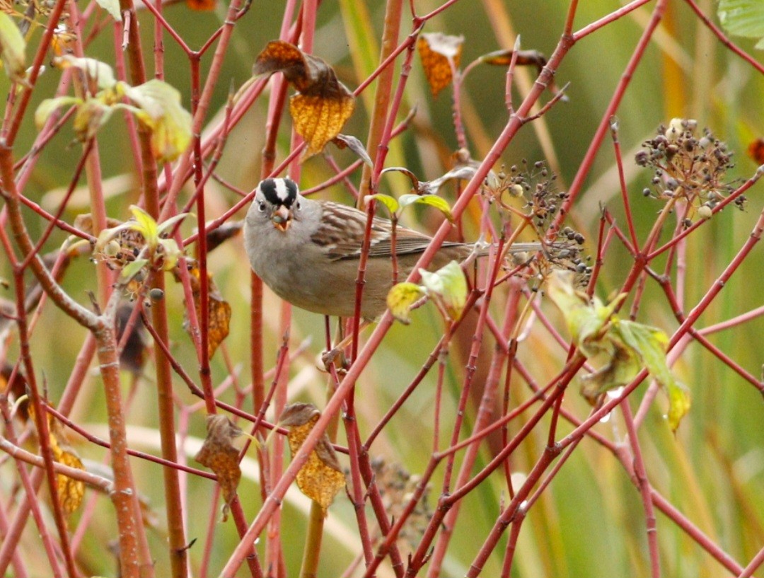 White-crowned Sparrow - ML609655765
