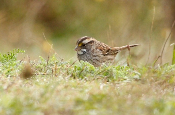 White-throated Sparrow - ML609655888