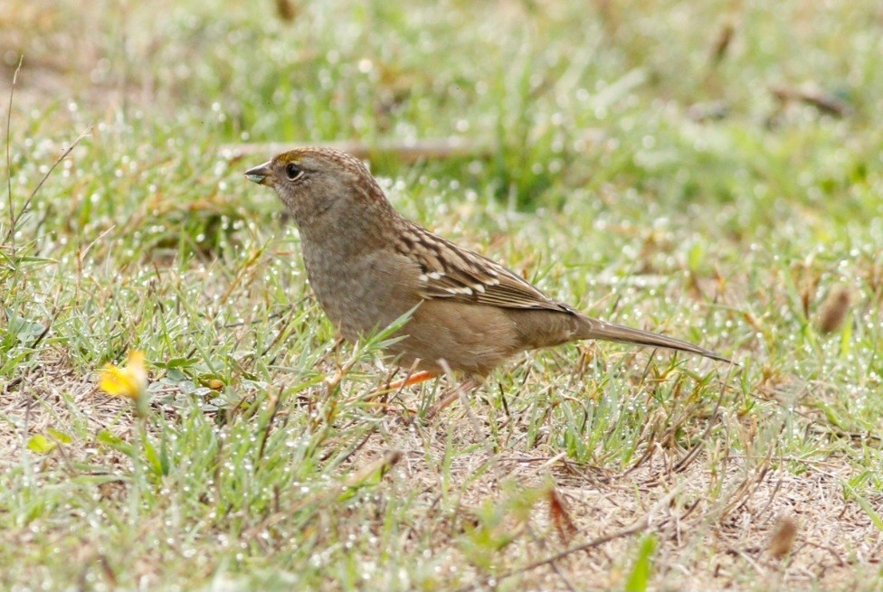 Golden-crowned Sparrow - ML609655902