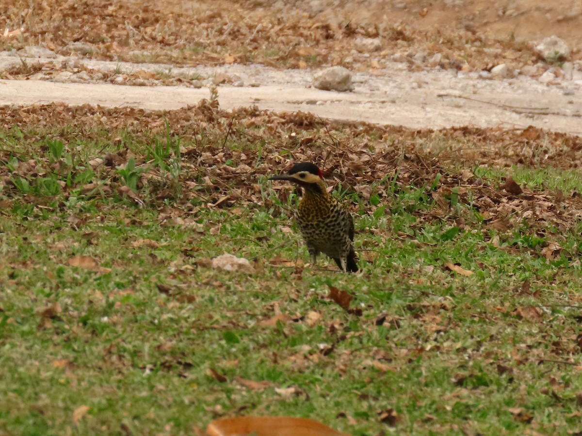 Green-barred Woodpecker - ML609656008