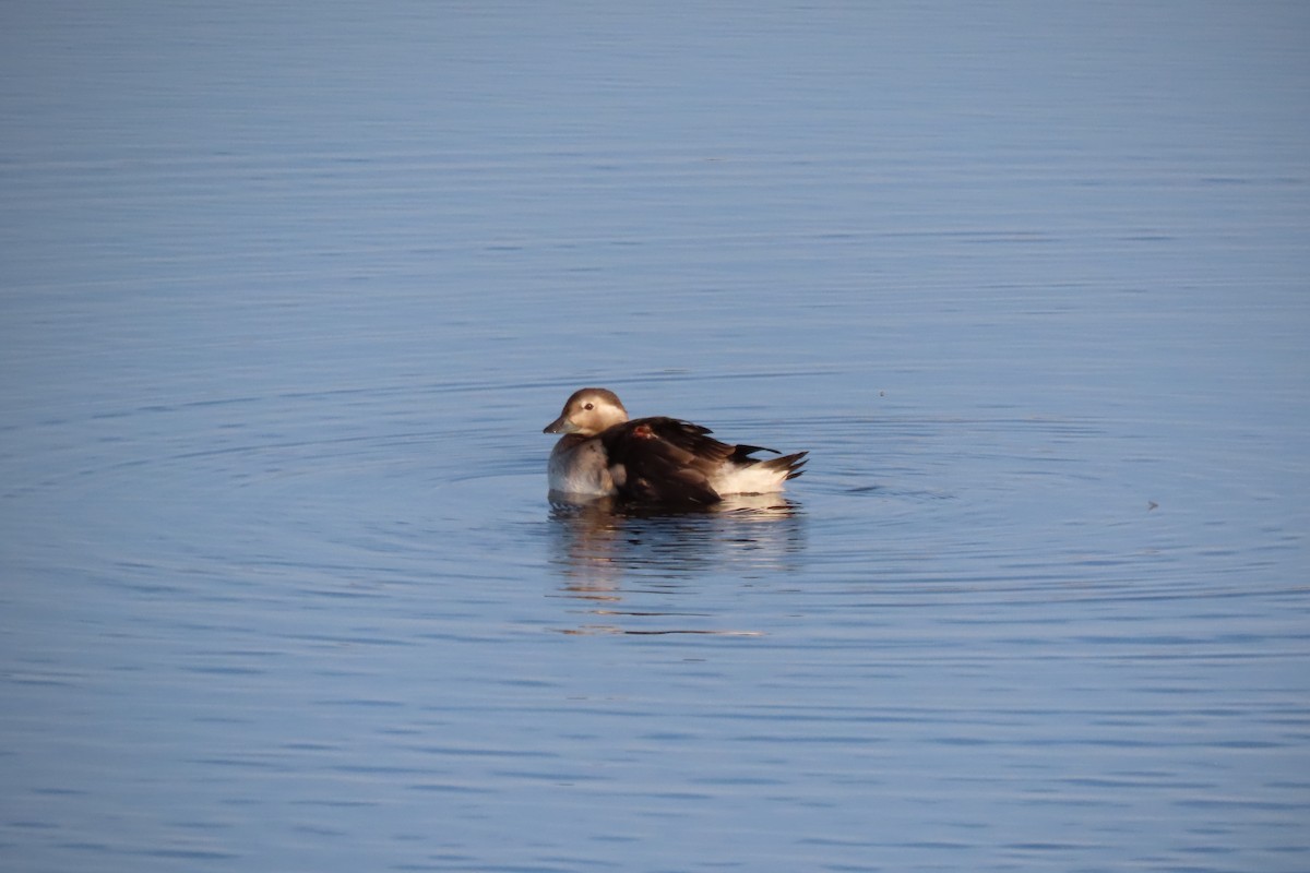 Long-tailed Duck - ML609657087